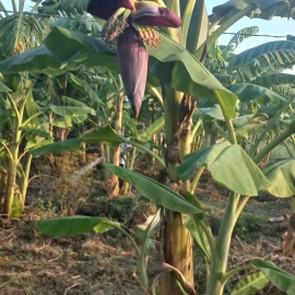 CHUỐI CHÍN CÂY NHÀ TRỒNG