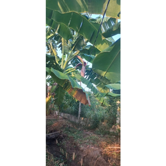 CHUỐI CHÍN CÂY NHÀ TRỒNG