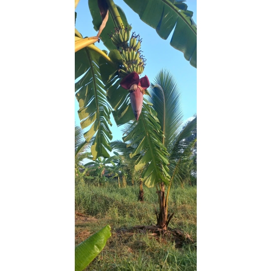 CHUỐI CHÍN CÂY NHÀ TRỒNG