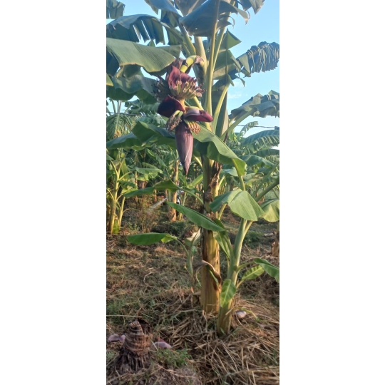 CHUỐI CHÍN CÂY NHÀ TRỒNG