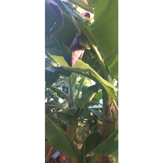 CHUỐI CHÍN CÂY NHÀ TRỒNG